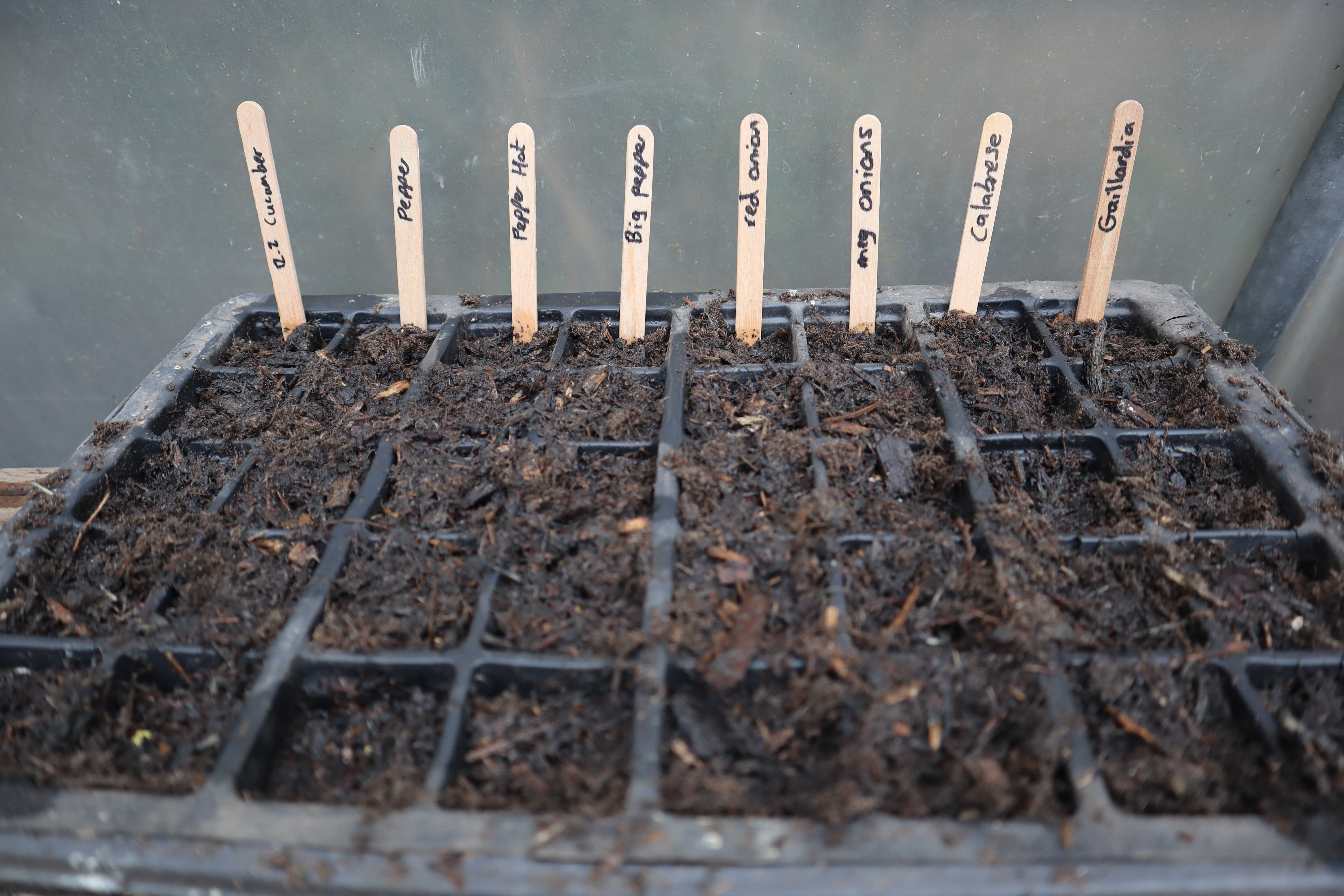 Keeping my Salad Leaves Alive through&nbsp;Winter